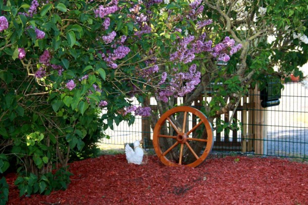 Ferienhaus Imreethus Garten